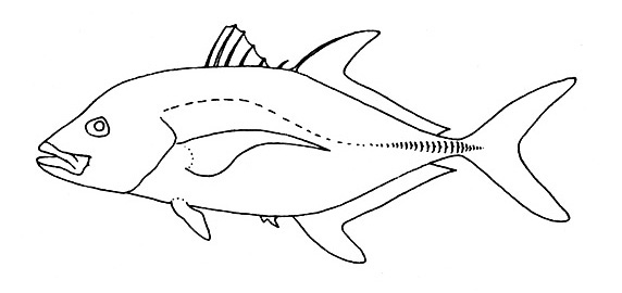 Representative of the family Carangidae (Gosline & Brock, 1960, fig. 89)